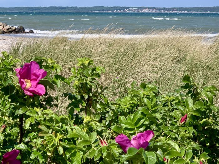 Utsikt mot Øresund og Sverige