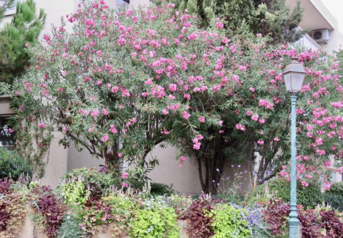 Herlig blomstring i Sainte Maxime