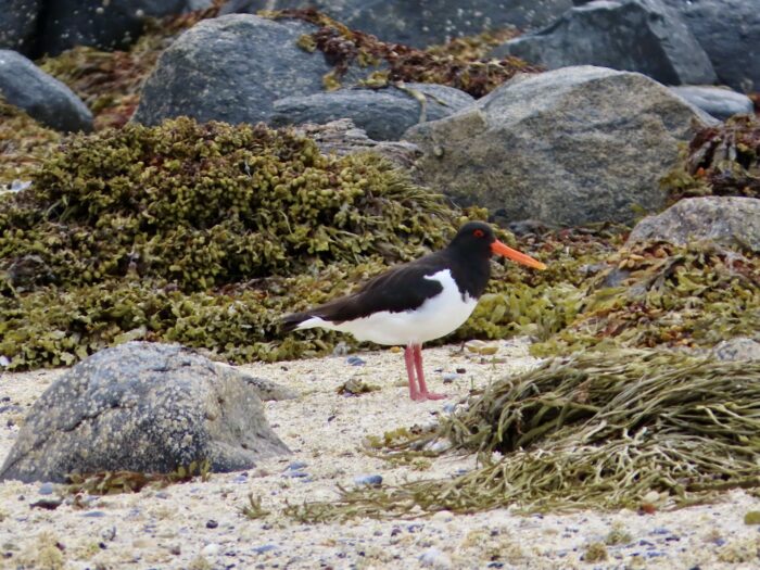 Set opp for flo og fjøre over til den koselige øya på campingplassen - Herøy i Nordland