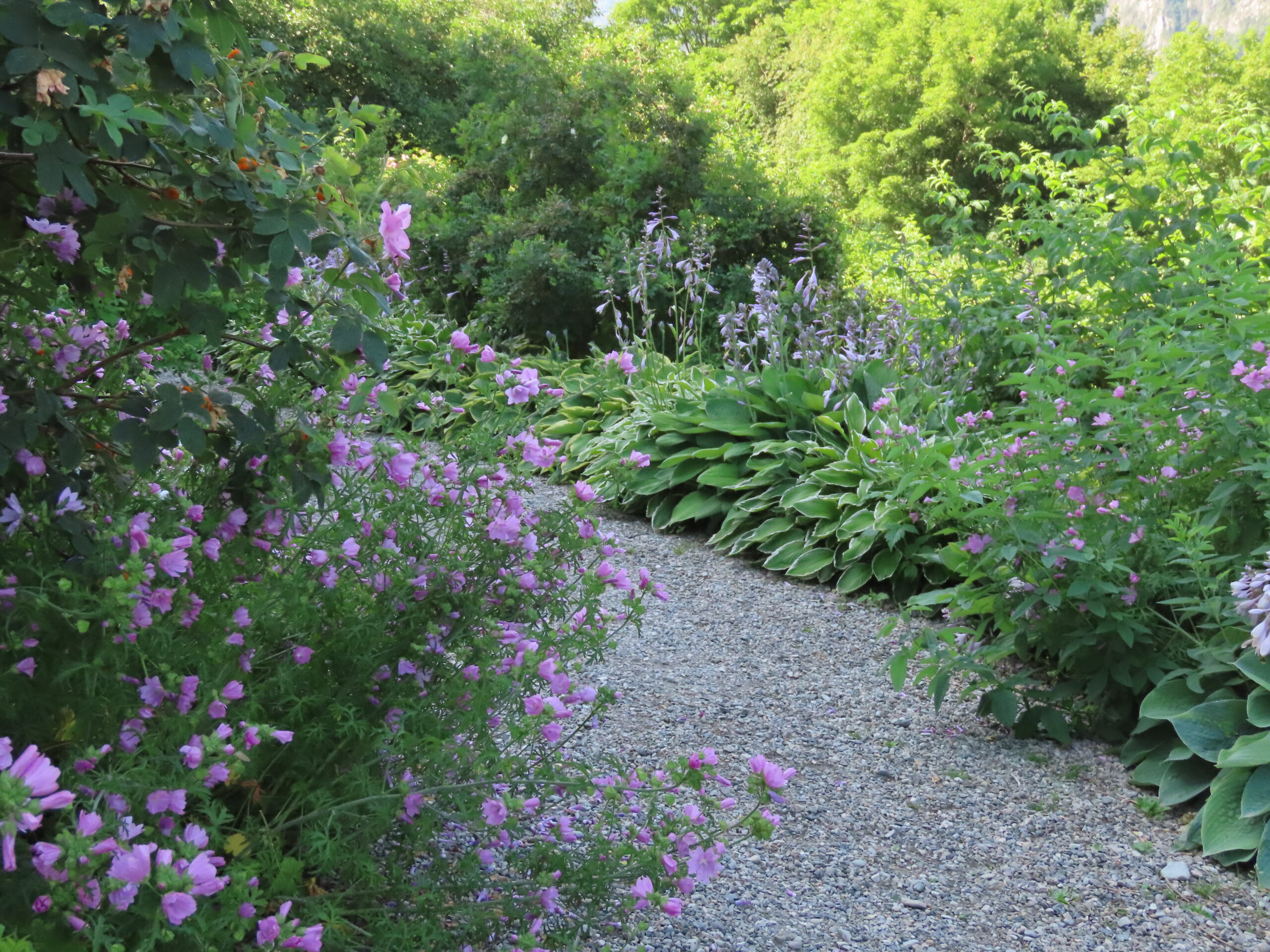 Rusletur mellom blomsterbed i Prestegarden