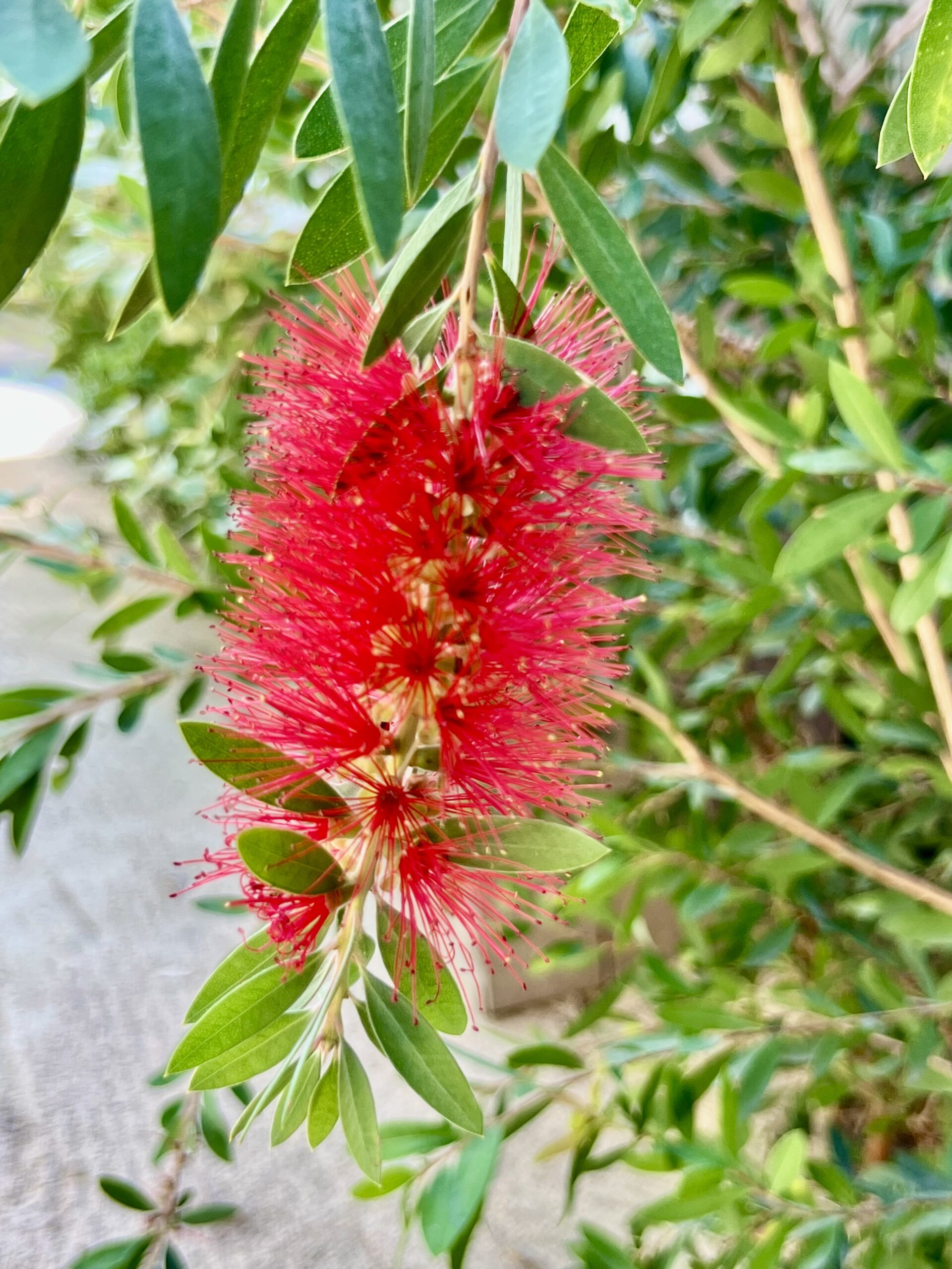 Blomst som tåler tørke, Prairies de la Mer, Port Grimaud