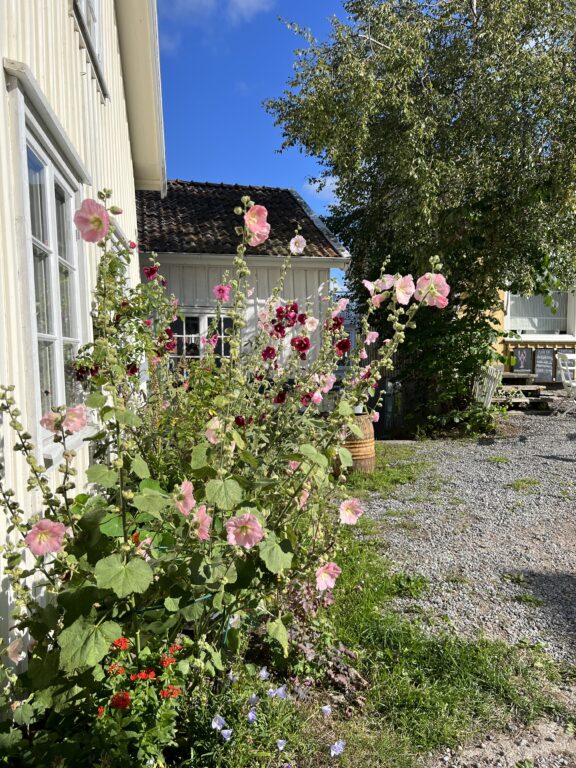 Stokkroser i Fiskebäckskil